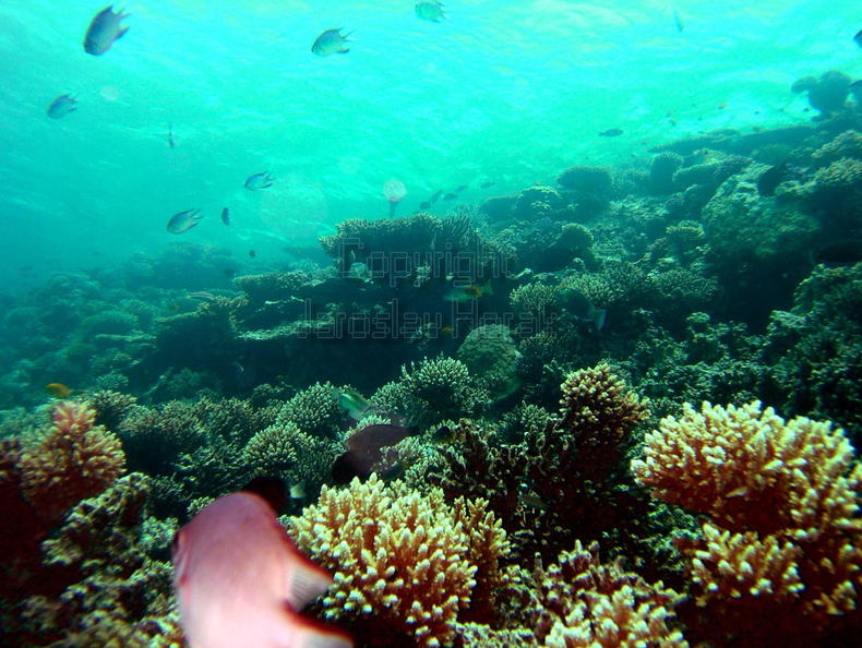 DSCF8015 koralova zahradka.jpg